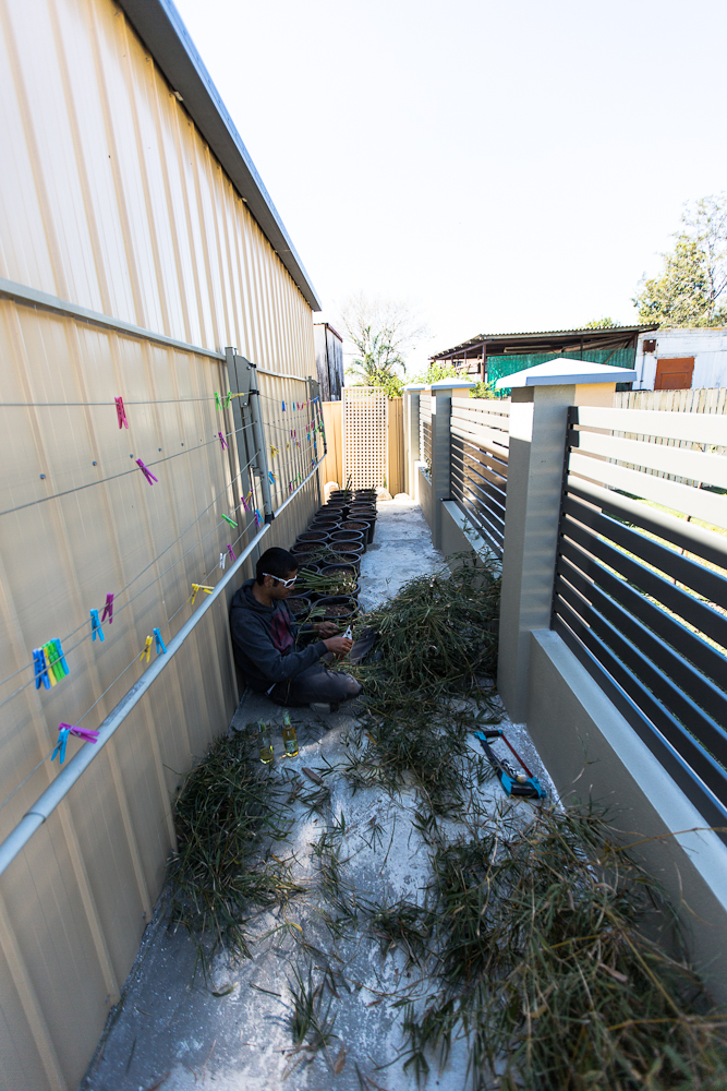 Koray trimming leaves